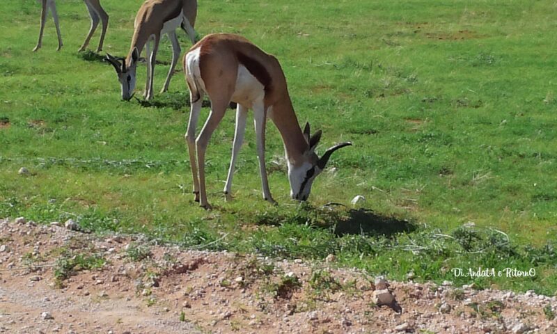 Safari in Namibia