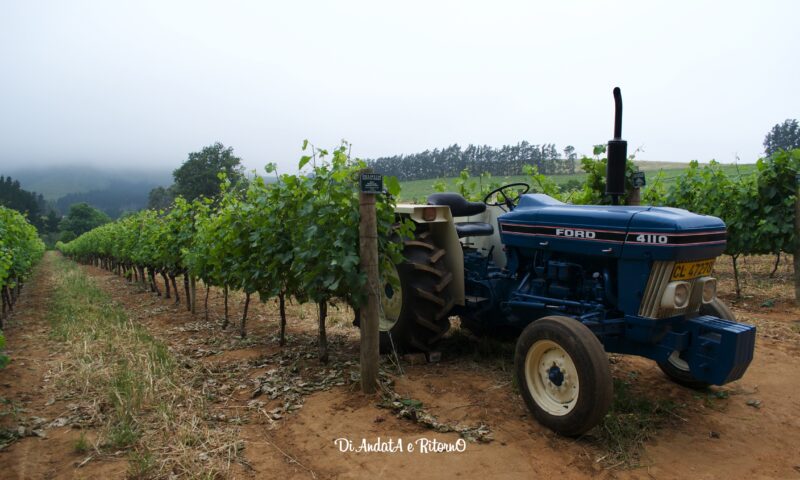 Stellenbosch: i decantati vini